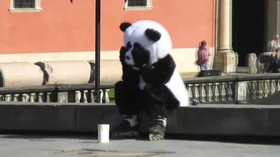 LIFE.ru - Грустная, задумчивая или любопытная — малышка-панда из  Московского зоопарка бывает разной. Топ-6 самых умилительных настроений:  https://life.ru/p/1627187 | Facebook