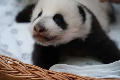 Грустная панда | Пикабу