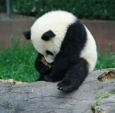Голову держит увереннее». Посмотрите новые фото детеныша большой панды |  РБК Life