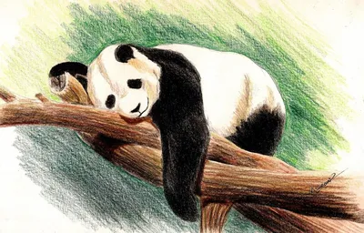 Гиперреализм красная панда лежащее на…» — создано в Шедевруме