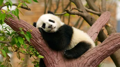 Какое имя получила маленькая панда из Московского зоопарка. Выбор сделан |  РБК Life