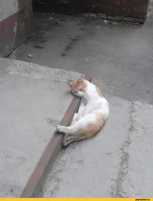Очень грустная кошка стала звездой Instagram // Новости НТВ