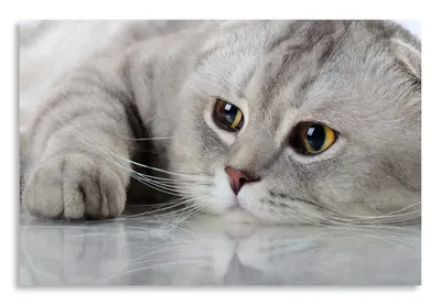Грустный кот из Саратова стал звездой интернета — Регион 64