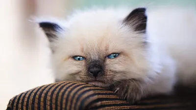 Луху — самая грустная кошка (17 фото) » Невседома