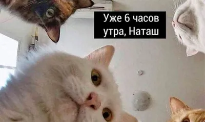 Усталый, грустный, утомленный. Портрет усталого кота. Кот забавно  придерживает лапой щеку и грустно смотрит зелеными глазами. Кот серый,  пушистый и очень усталый. Коту все надоело Stock Photo | Adobe Stock