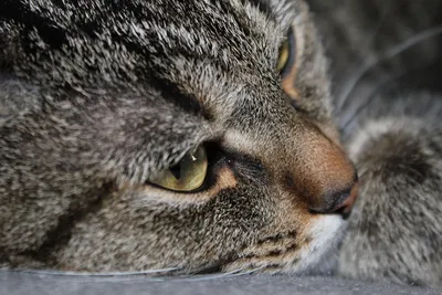 Грустный кот с необычными ушами стал звездой интернета - Российская газета