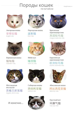 Найдена самая грустная кошка в мире: новости, китай, пекин, интернет,  домашние животные