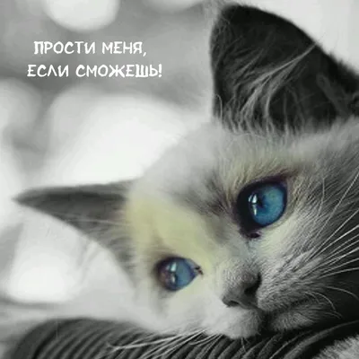 Картинки с надписью - Прости меня, если сможешь!.
