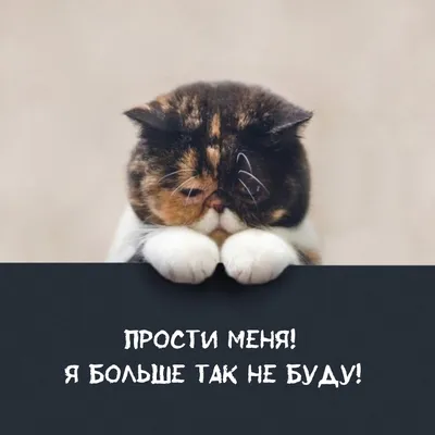 Картинки с надписью - Прости меня! Я больше так не буду!.