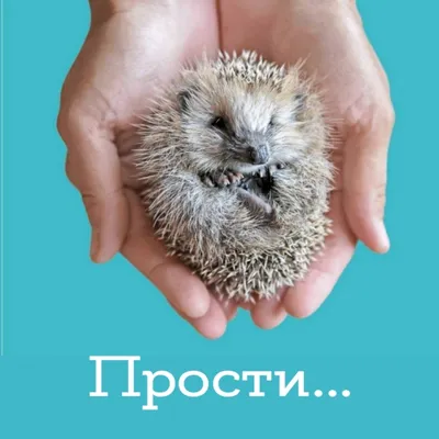 Картинки с надписями. Прости....