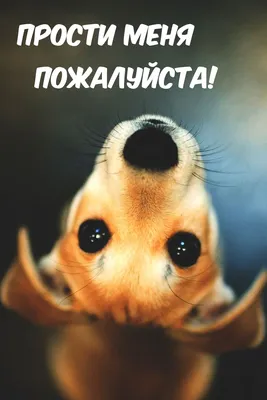 Картинки с надписью - Прости меня пожалуйста!.