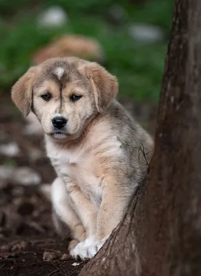🐕мир собак🐩 милый грустный, …» — создано в Шедевруме