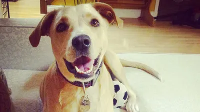 Пропала собака Смурфи, Рязаново, грустные глаза | Pet911.ru