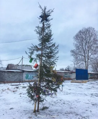 Грустный пес под новогодней елкой. Скачать бесплатно мобильные фотографии  взрослых собак и щенков.