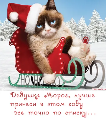 Новогодними историями поделились жители Новосибирской области