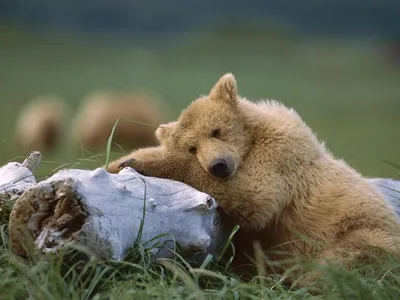 Фото грустного медведя для бесплатного скачивания в png