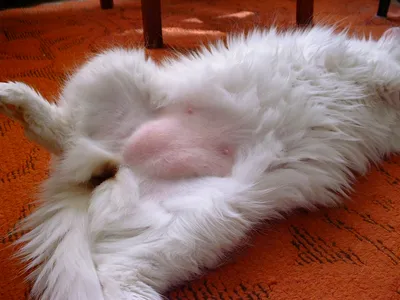 Грыжа у кошки после стерилизации фотографии