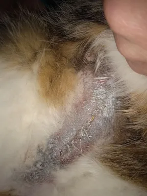 Фото грыжи у кошки после стерилизации - картинка