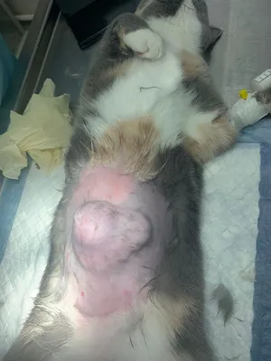 Грыжа у кошки после стерилизации - скачать изображение png