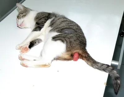 Кошка с грыжей после стерилизации - скачать картинку