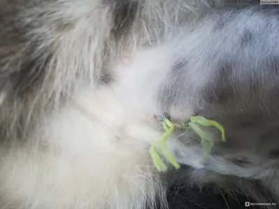 Грыжа у кошки после стерилизации на фото
