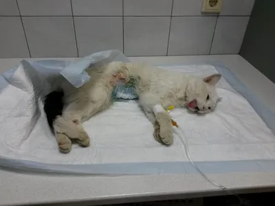 Загадочная грыжа у кошки после стерилизации