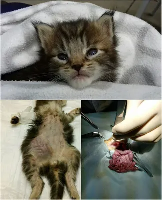 Фон с изображением грыжи у кошки после стерилизации
