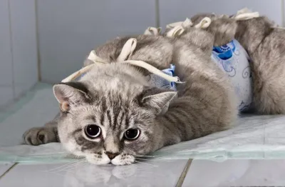 Фото грыжи у кошки после стерилизации в формате webp