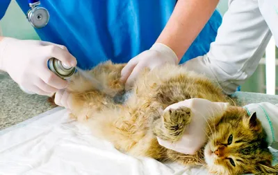 Грыжа у кошки после стерилизации - скачать изображение jpg