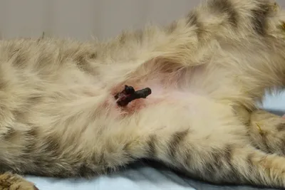 Грыжа у кошки после стерилизации в хорошем качестве – фото