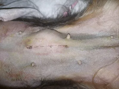Изображение грыжи у кошки после стерилизации - скачать бесплатно