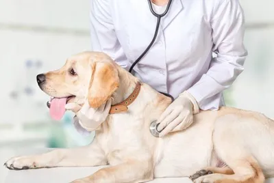 Паховая грыжа у собак: симптомы, лечение