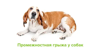Операция удаление грыжи у собак - лечение грыжи у собак в Москве