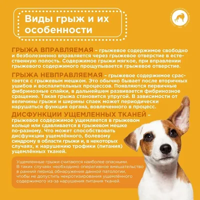 Шейная дископатия (межпозвоночная грыжа) у собак - статьи о лечении в  ветеринарной клинике Dr.Vetson