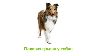 Грыжи у собак | Российская кинологическая федерация | Дзен