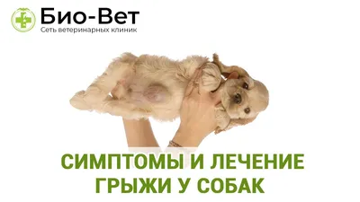 Паховая грыжа у собак. Ветеринарная клиника Био-Вет. - YouTube
