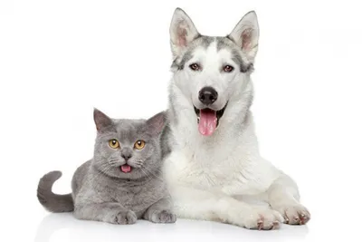 Хиатальная грыжа у собак: причины, симптомы и лечение | Soba4nik.ru | Дзен