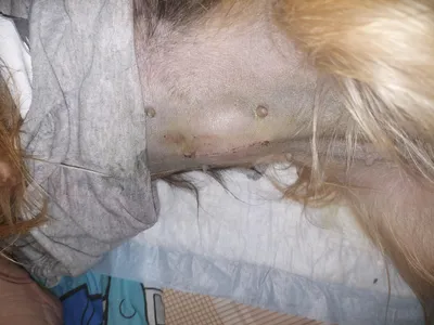 Лечение грыж шейного отдела у собак - ветцентр Воронцова