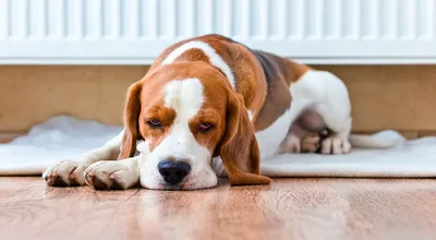 Удаление грыжи у собак 🐕, кошек 🐈 и других животных - цена операции в  Москве в «Джунгли»