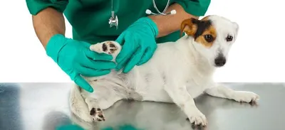 Операция по удалению паховой грыжи у собак