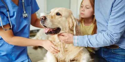 Ответы Mail.ru: Большая шишка на животе у собаки
