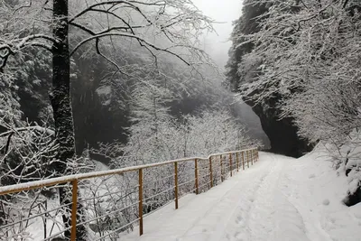 Гуамка фото зима фотографии