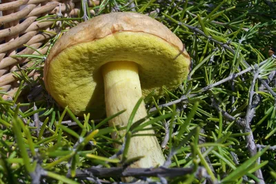 Губчатые съедобные грибы фото фотографии