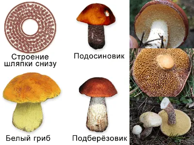 Вячеслав Степанов: Грибы Калужской области - Грабовик (Leccinum carpini)