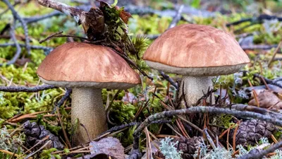 Дождевик (Lycoperdon gemmatum) (Неизвестный, 1906) — гравюры и репродукции  на Grafika.ru