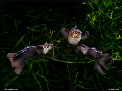 Черный принц, гуппи (Poecilia reticulata)