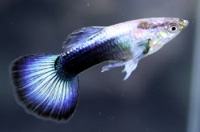 Гуппи рыбка: содержание, уход, совместимость и разведение, фото-видео обзор