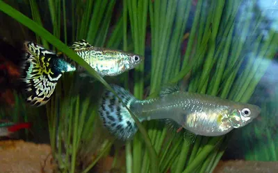 Гуппи - красивые и неприхотливые рыбки для начинающего аквариумиста. |  Скейпер.ру - аквариум, террариум, пруд | Дзен