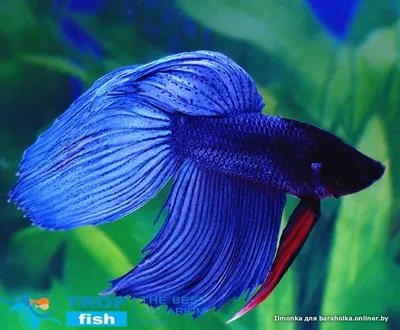 Живородящие аквариумные рыбки | Гуппи