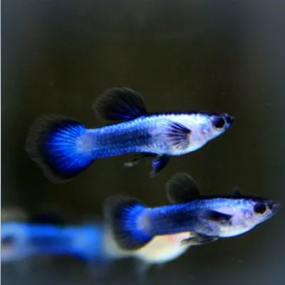 🐠 Аквариумные рыбки🦀Аквариумы🐠 on Instagram: \"Гуппи черный принц -  небольшая рыбка семейства пецилиевых. В длину не превышают семи  сантиметров. Правда это зависит от пола рыбки: самки чуть больше самцов и в  длину